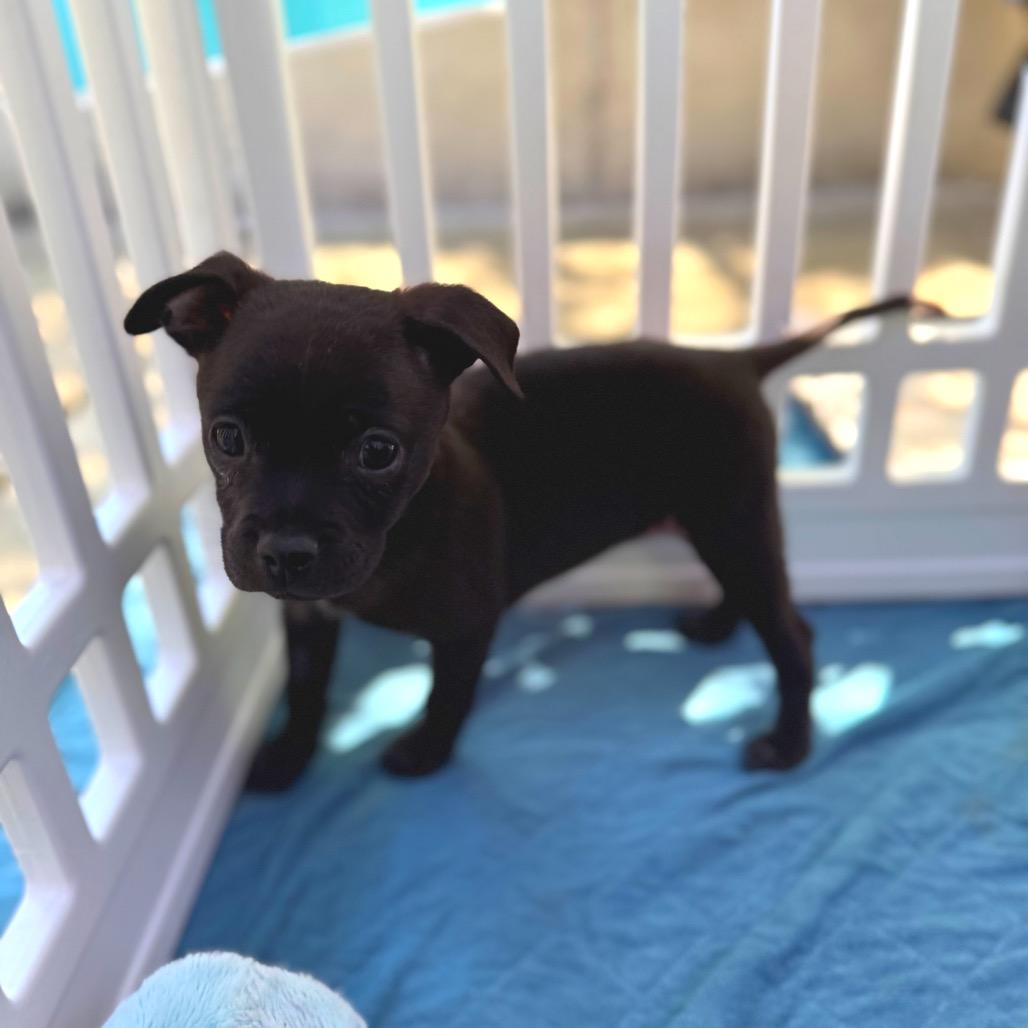 Fudge, Adoptable, Young Male Pekingese & Chihuahua.