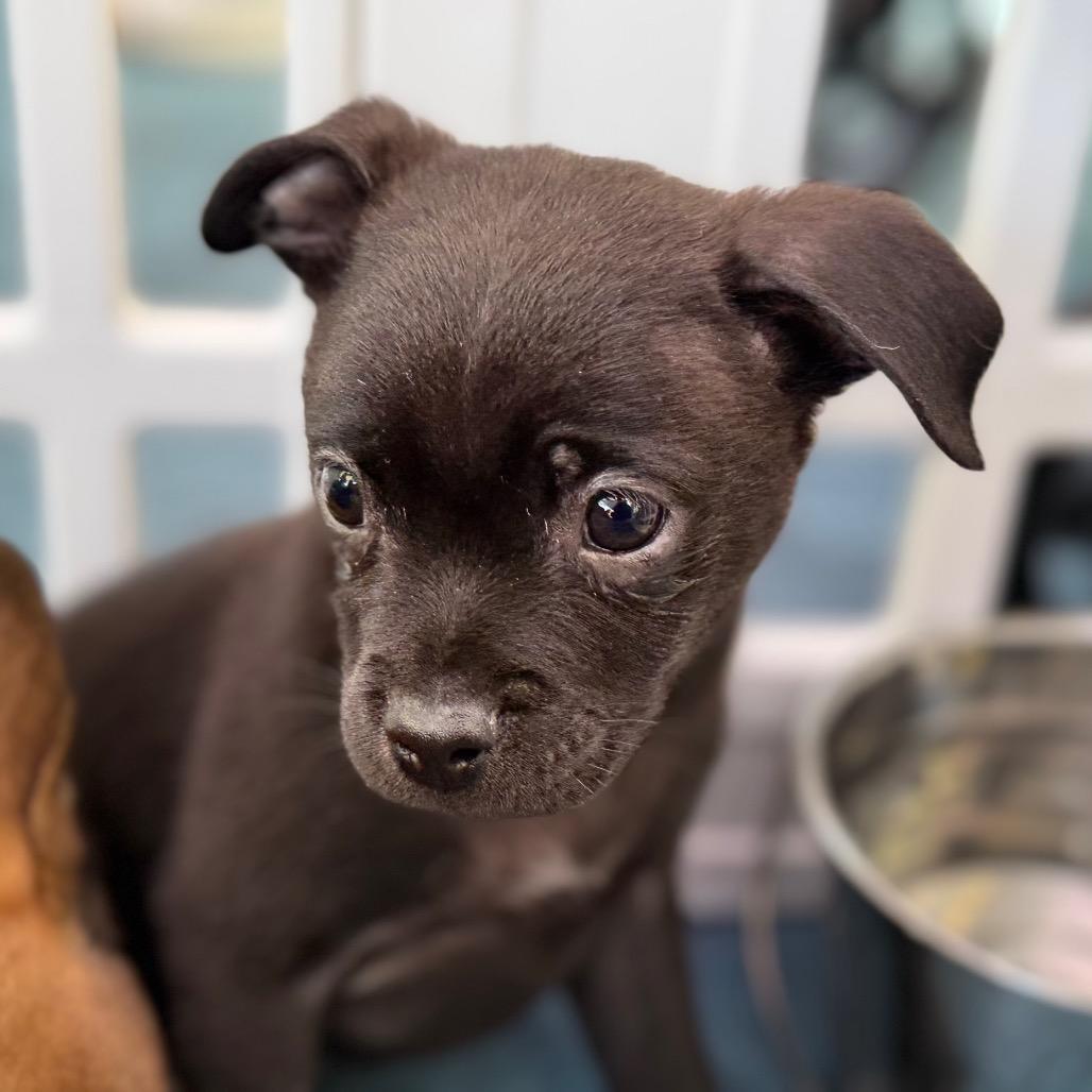 Enlarge Fudge, a Adoptable mixed breed in Sacramento, CA image 3/6