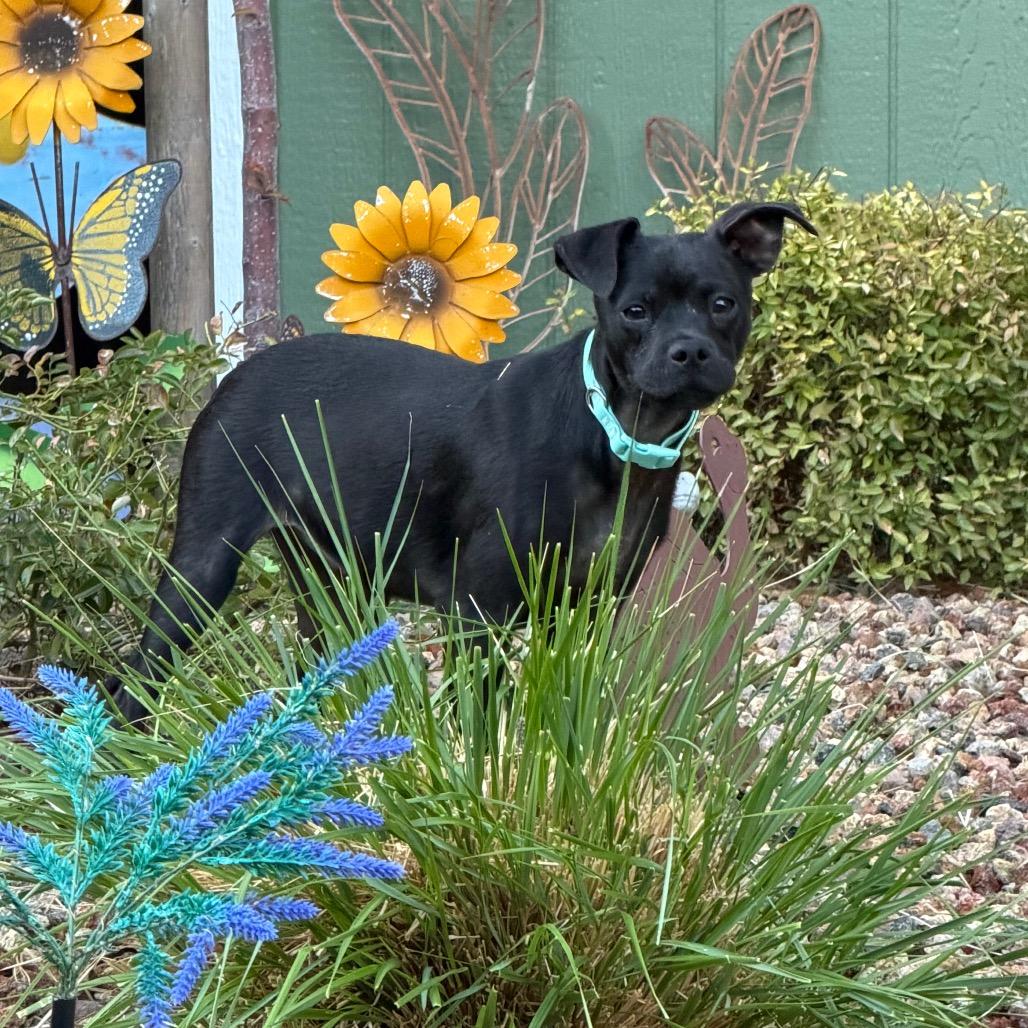 Enlarge Fudge, a Adoptable mixed breed in Sacramento, CA image 4/6