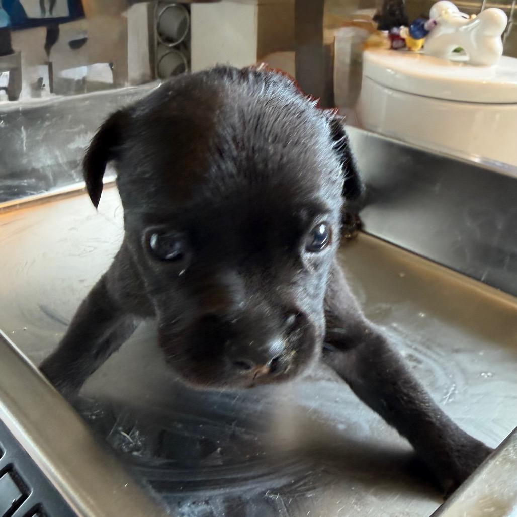 Enlarge Fudge, a Adoptable mixed breed in Sacramento, CA image 5/6