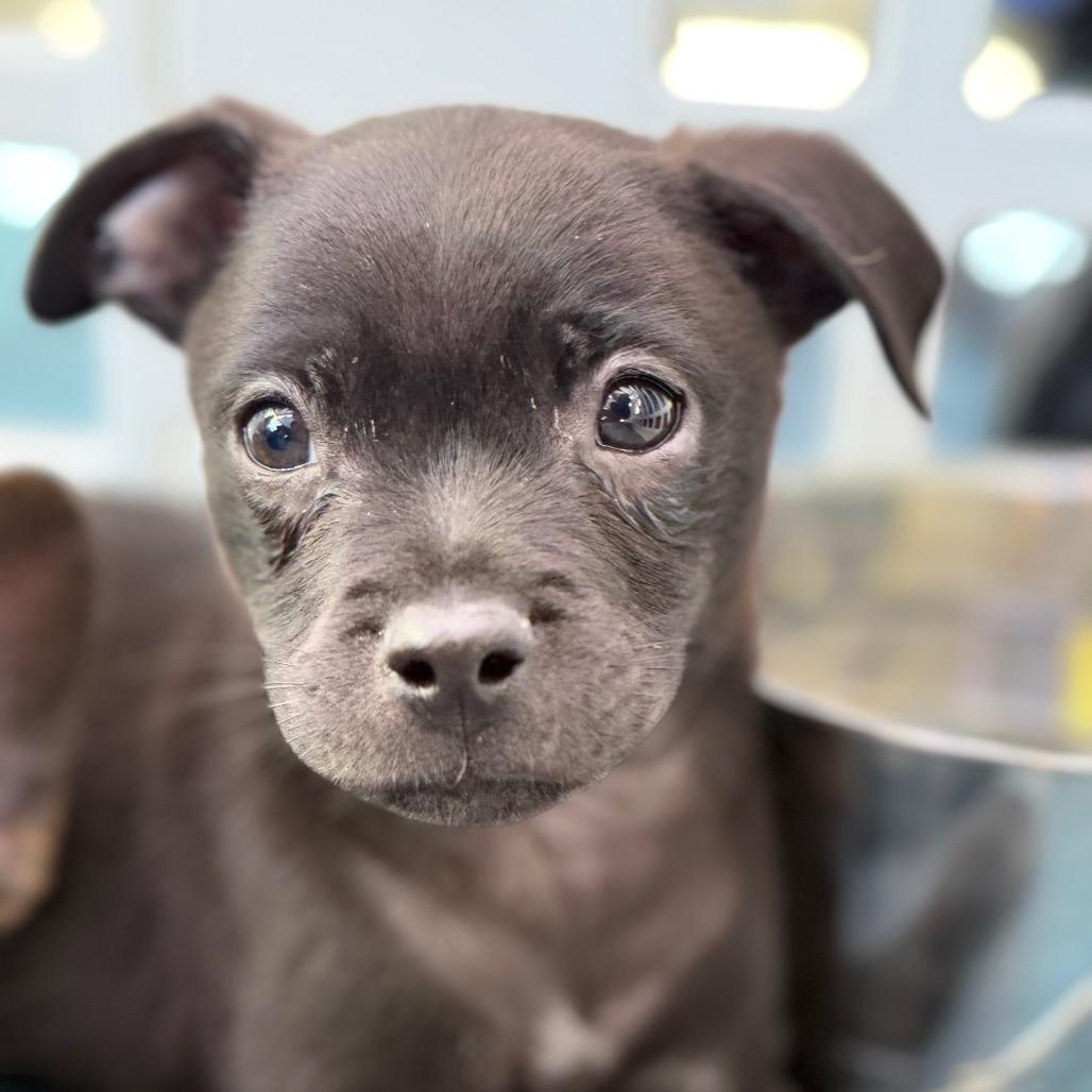 Enlarge Fudge, a Adoptable mixed breed in Sacramento, CA image 6/6