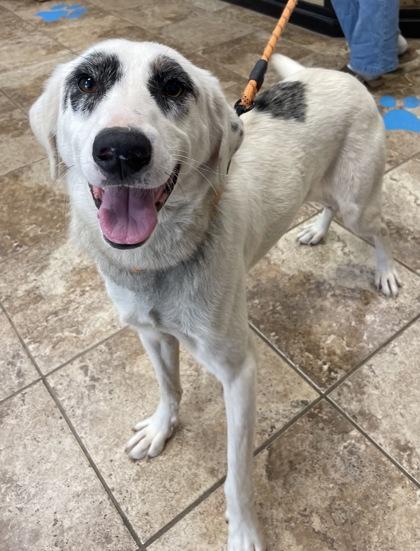 Enlarge Strapos $85 Fostered, a Adoptable mixed breed in Seneca, SC image 1/3