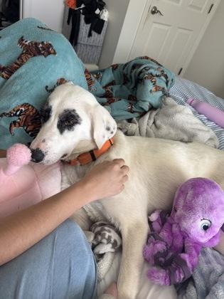 Enlarge Strapos $85 Fostered, a Adoptable mixed breed in Seneca, SC image 2/3