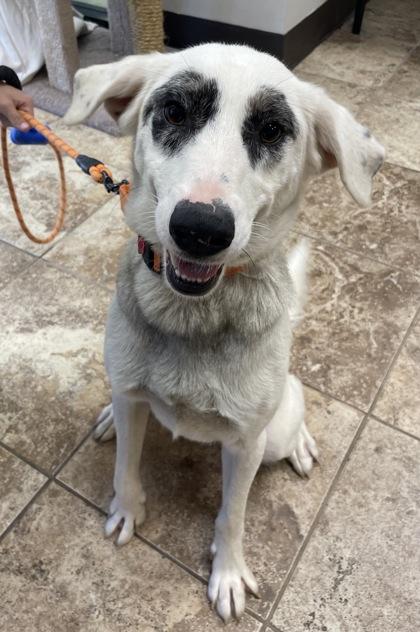 Enlarge Strapos $85 Fostered, a Adoptable mixed breed in Seneca, SC image 3/3