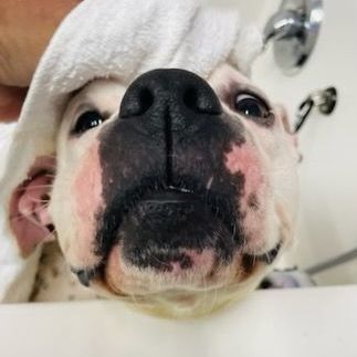 Enlarge Freckles, a Adoptable Pit Bull Terrier in Rochester, NY image 12/14