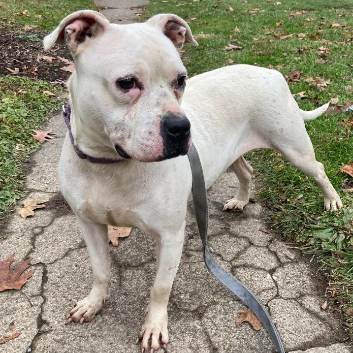 Enlarge Freckles, a Adoptable Pit Bull Terrier in Rochester, NY image 1/14