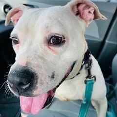 Enlarge Freckles, a Adoptable Pit Bull Terrier in Rochester, NY image 11/14