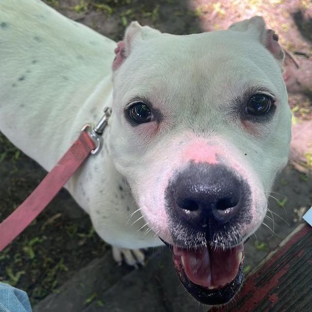 Enlarge Freckles, a Adoptable Pit Bull Terrier in Rochester, NY image 13/14