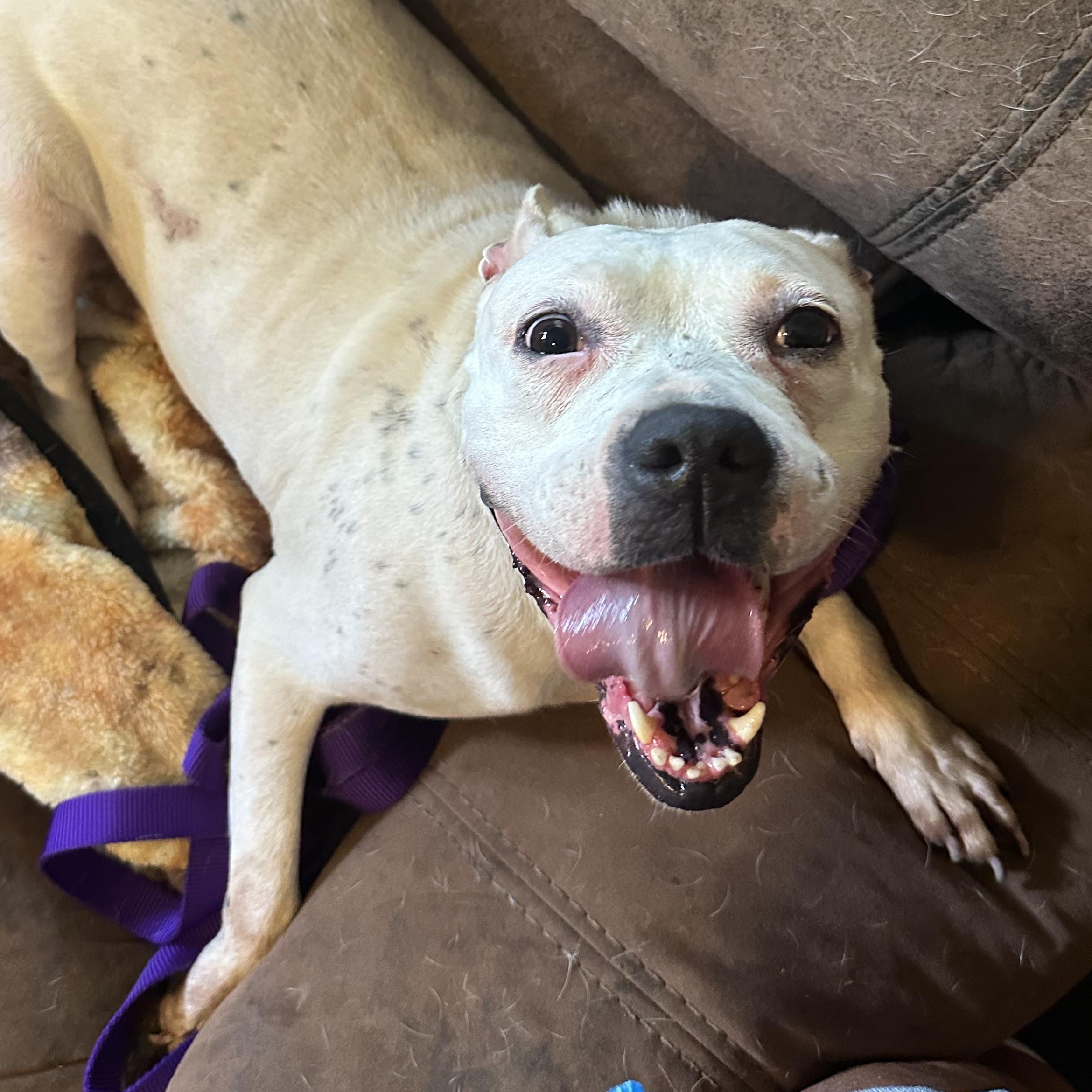 Enlarge Freckles, a Adoptable Pit Bull Terrier in Rochester, NY image 10/14