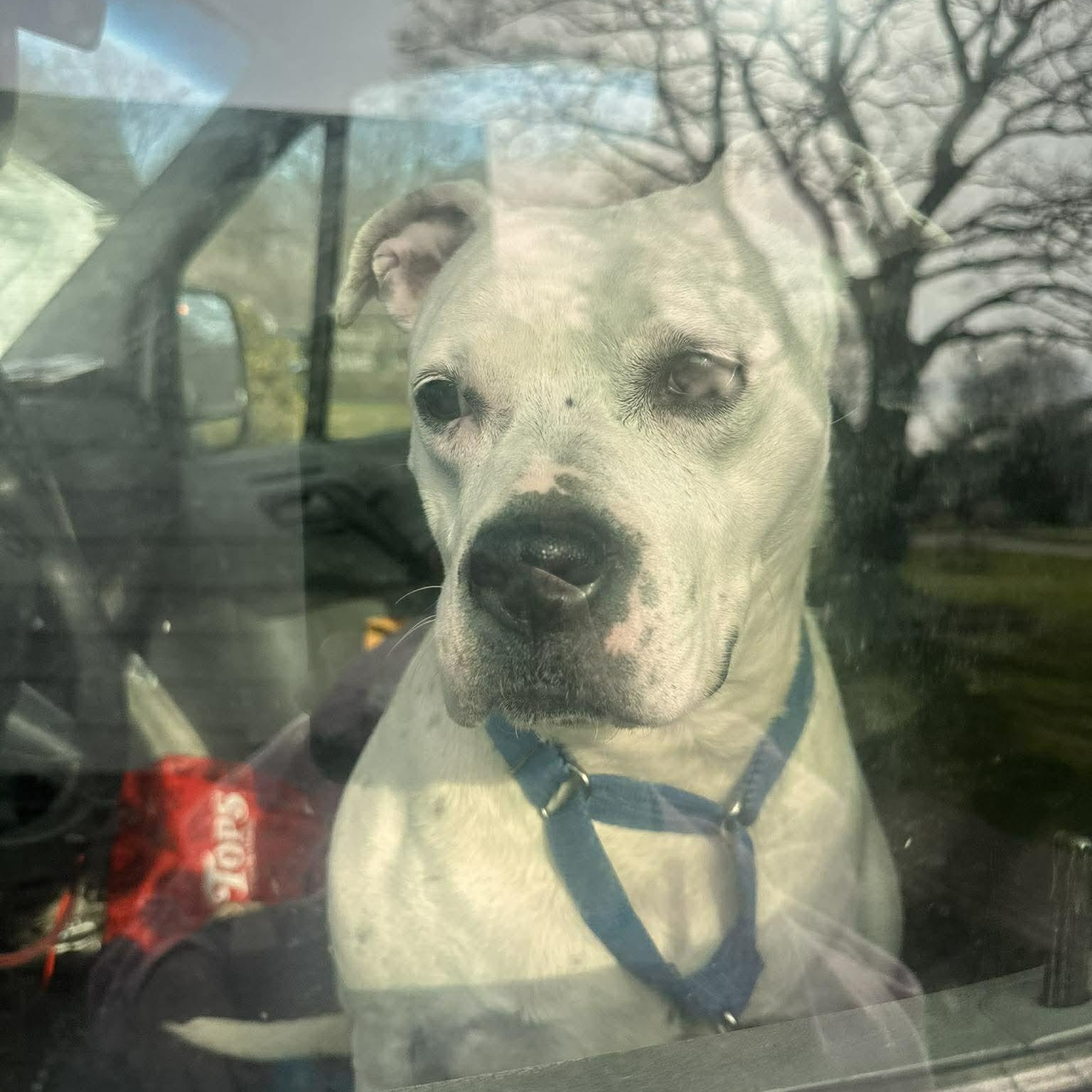Enlarge Freckles, a Adoptable Pit Bull Terrier in Rochester, NY image 1/6