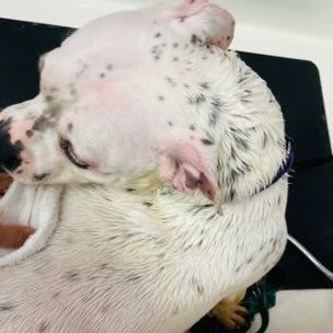 Enlarge Freckles, a Adoptable Pit Bull Terrier in Rochester, NY image 14/14