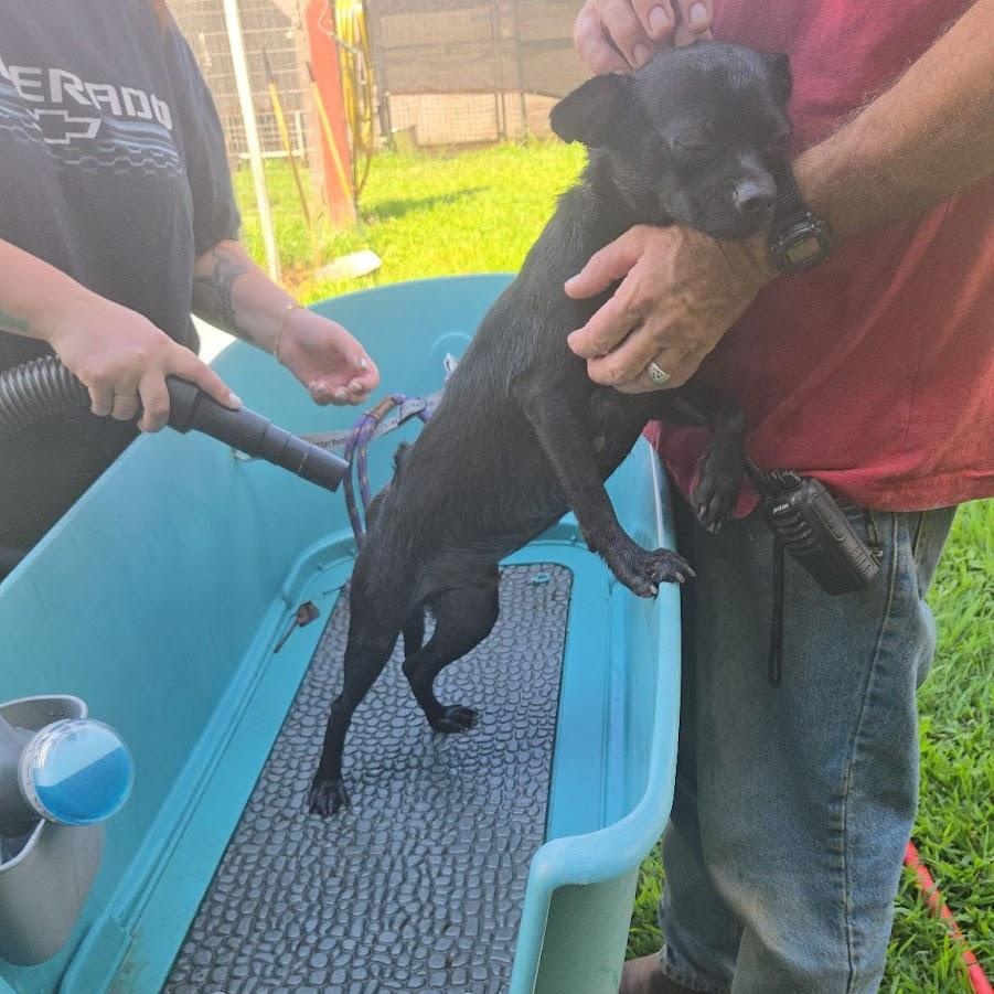 Blackie, Adoptable, Young Male Mixed Breed.