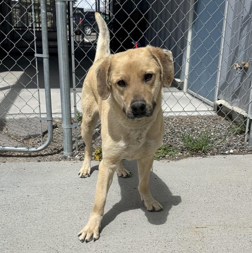 60780510 / Onyx, ADOPTABLE, Adult Male Yellow Labrador Retriever.