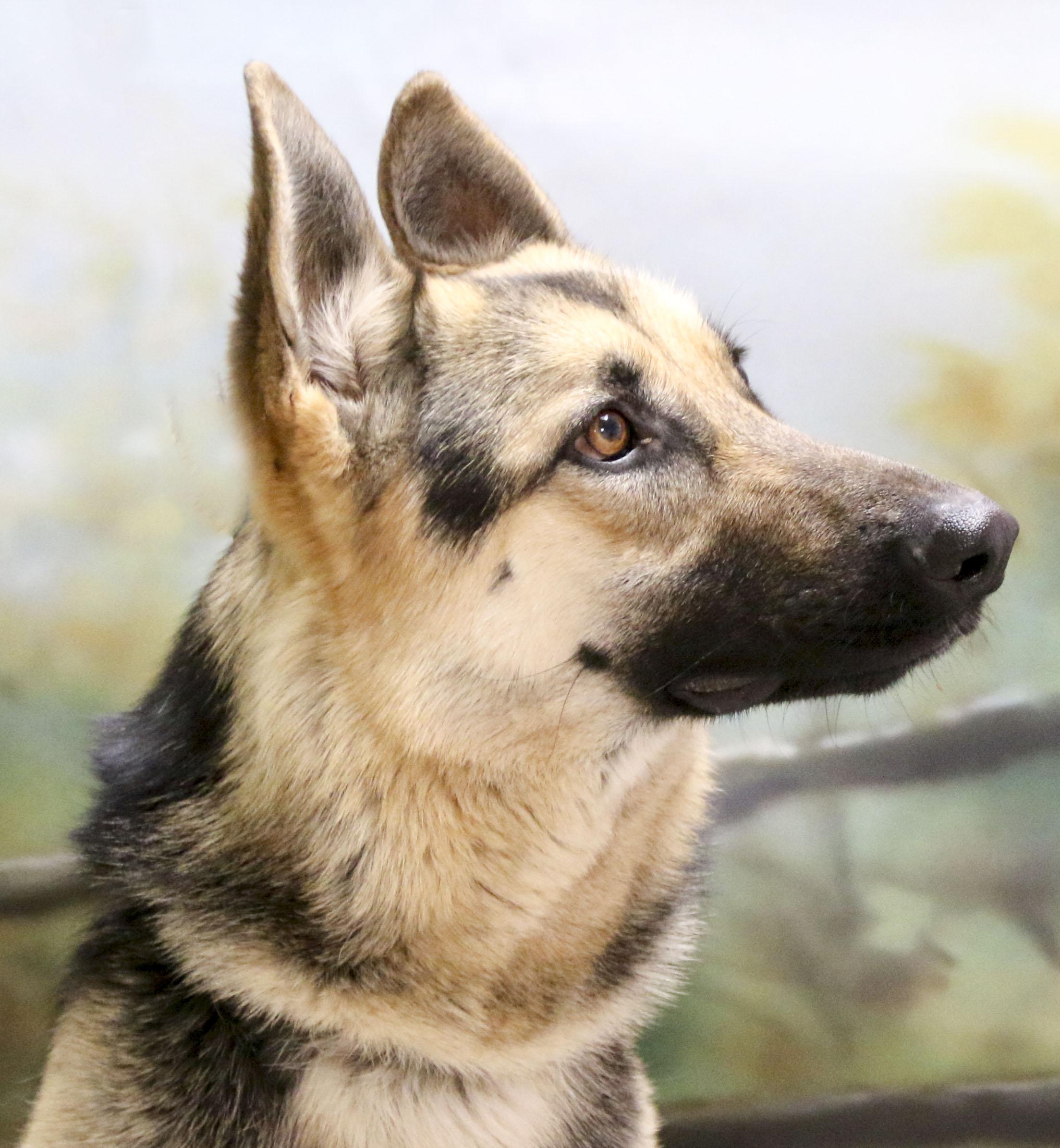 Enlarge Dutchess, a Adoptable German Shepherd Dog in Casa Grande, AZ image 2/3