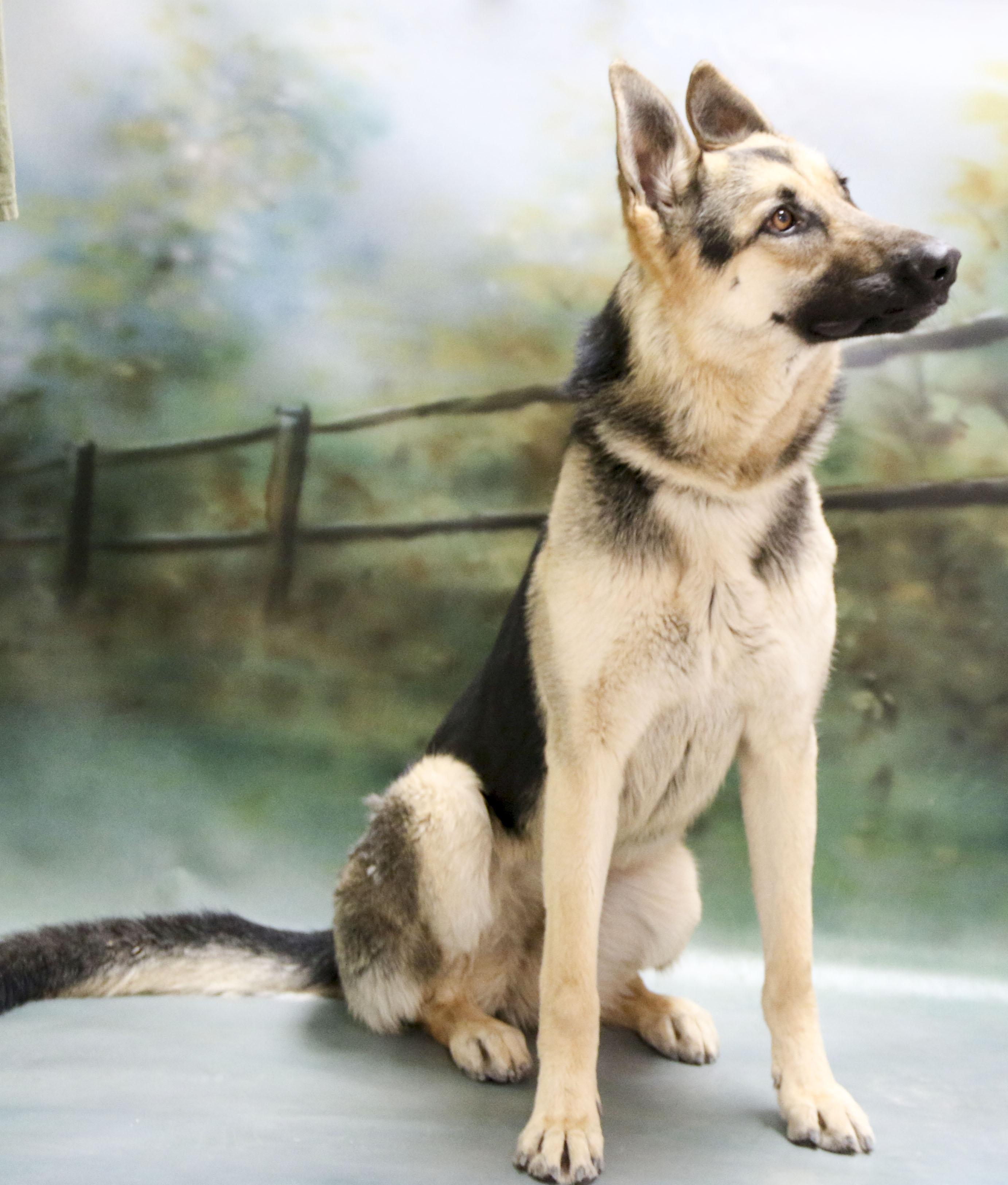 Enlarge Dutchess, a Adoptable German Shepherd Dog in Casa Grande, AZ image 3/3