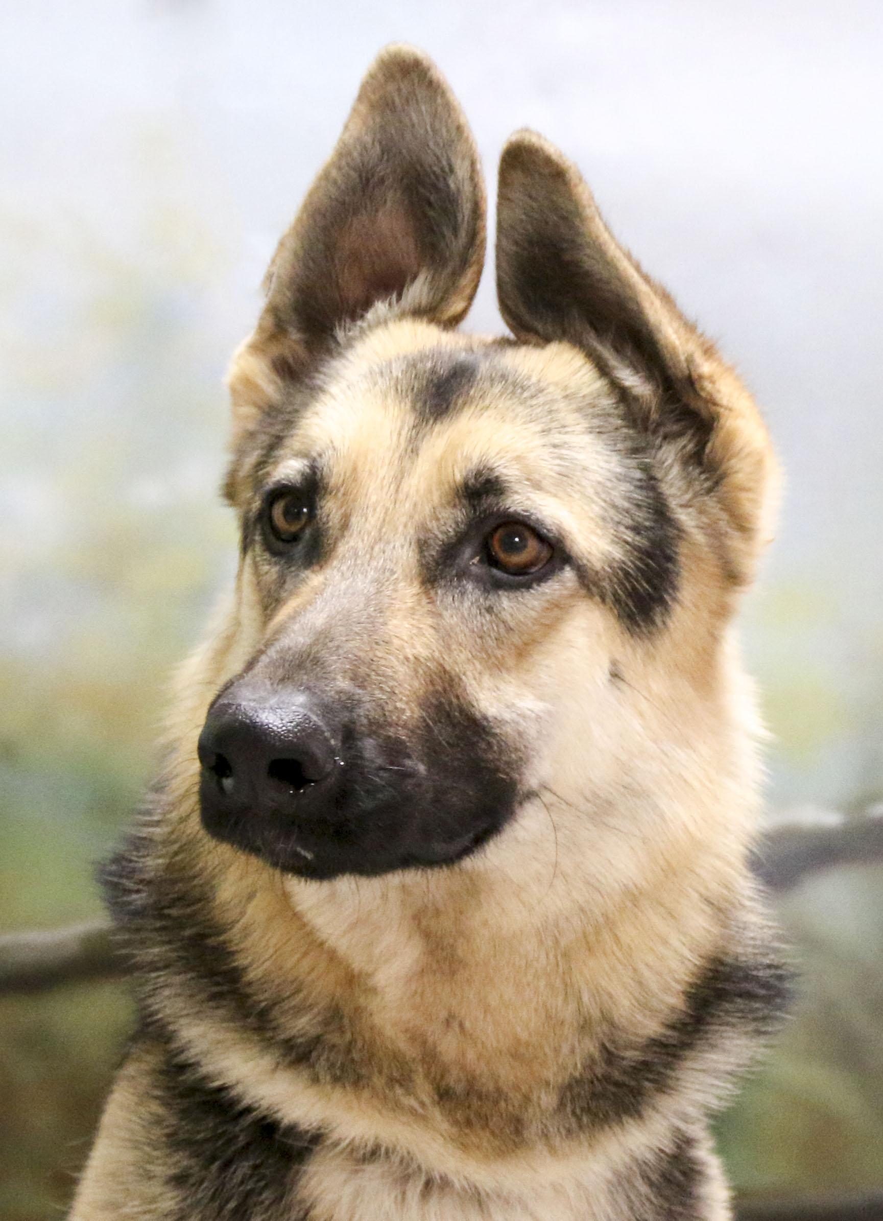 Enlarge Dutchess, a Adoptable German Shepherd Dog in Casa Grande, AZ image 1/3