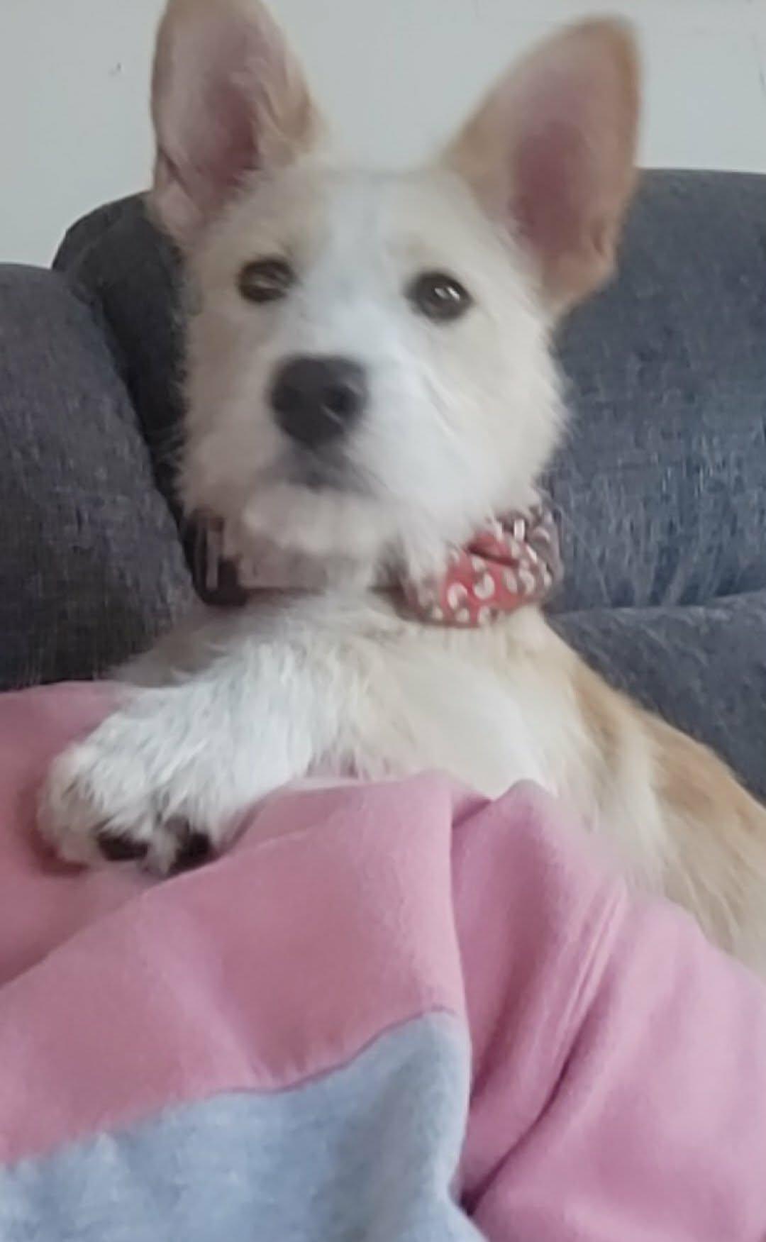 Missy Sue, Adoptable, Puppy Female Corgi.