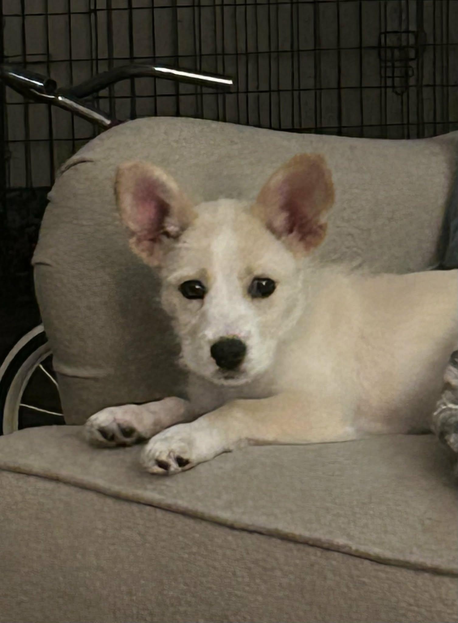 Enlarge Missy Sue, a Adoptable Corgi in Hillsborough , NC image 2/2