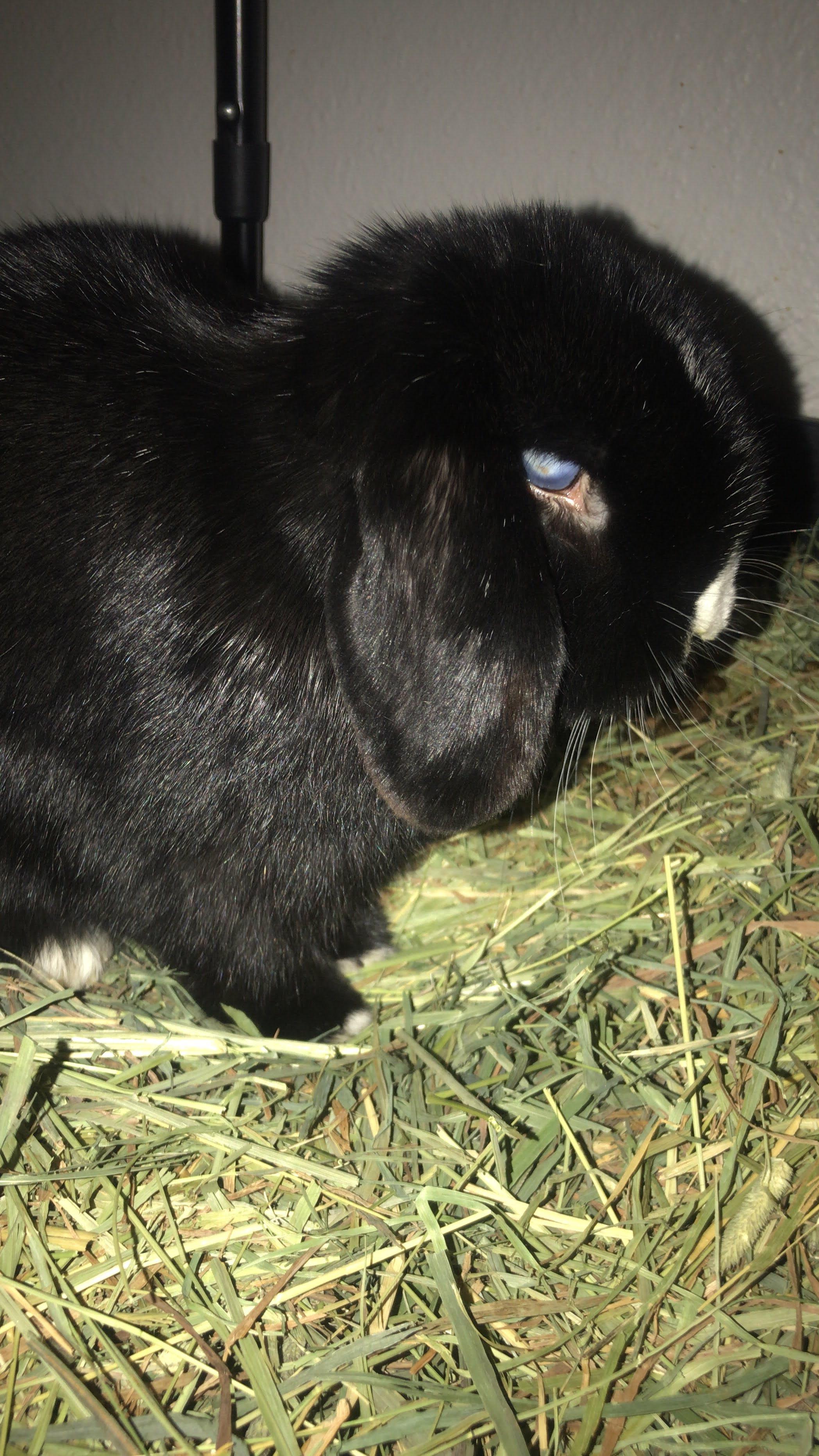 Enlarge Anna bonded with Babu*, a Adoptable Lop Eared in Rockville, MD image 3/4