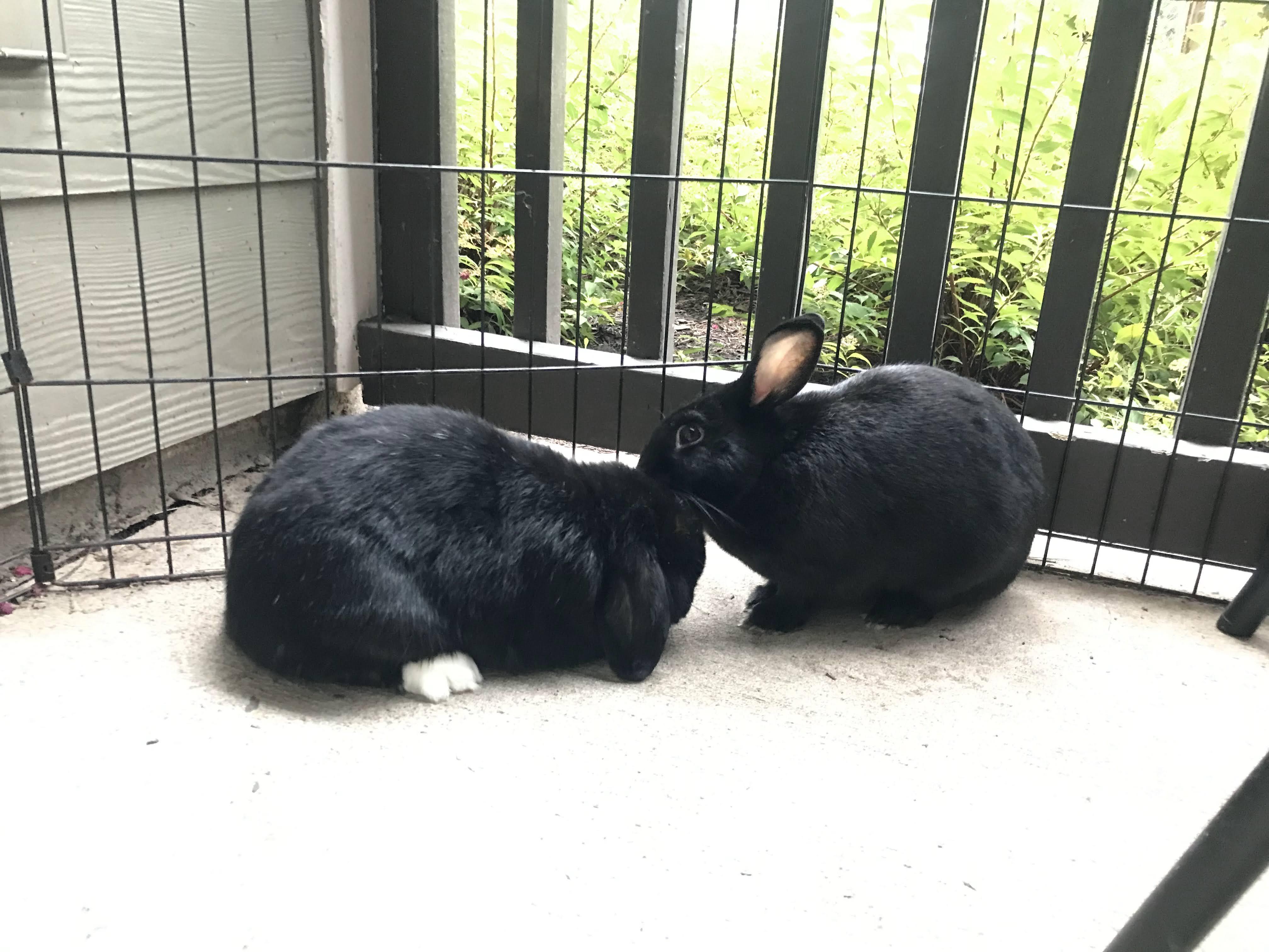 Anna bonded with Babu*, Adoptable, Adult Female Lop Eared.