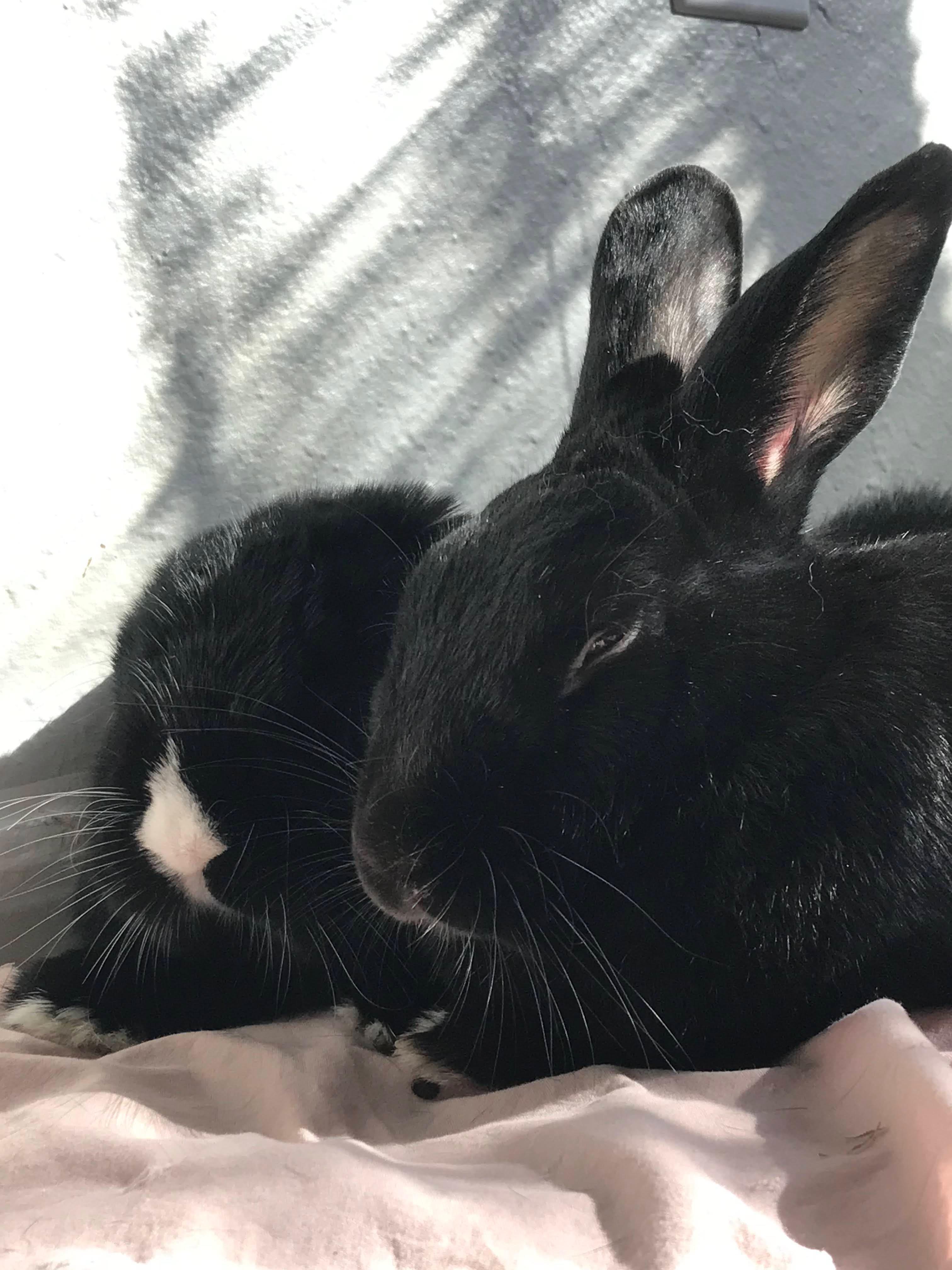 Enlarge Anna bonded with Babu*, a Adoptable Lop Eared in Rockville, MD image 2/4