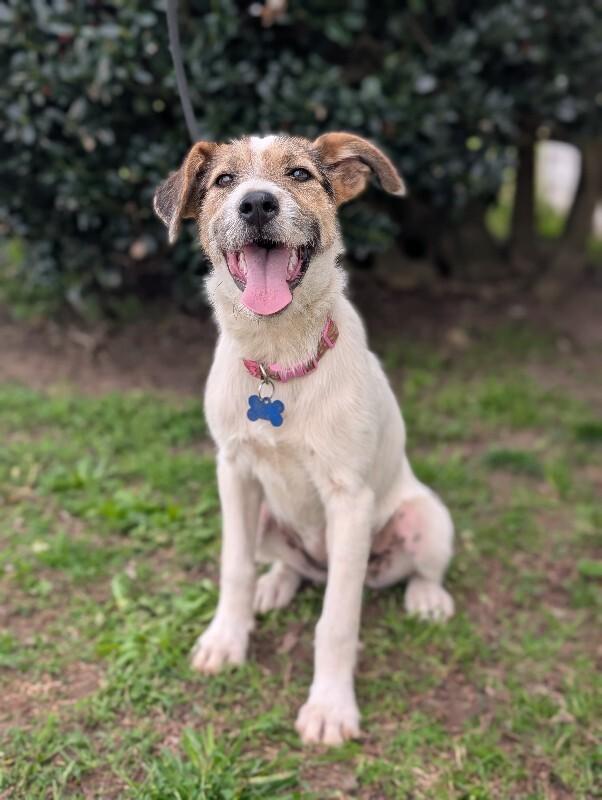 Enlarge Confetti, a Adoptable mixed breed in Berkeley Heights, NJ image 1/6
