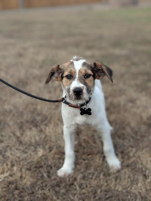 Enlarge Confetti, a Adoptable mixed breed in Berkeley Heights, NJ image 2/6