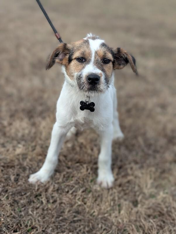 Enlarge Confetti, a Adoptable mixed breed in Berkeley Heights, NJ image 6/6