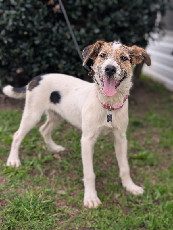 Enlarge Confetti, a Adoptable mixed breed in Berkeley Heights, NJ image 3/6