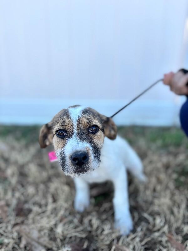 Confetti thumbnail 4