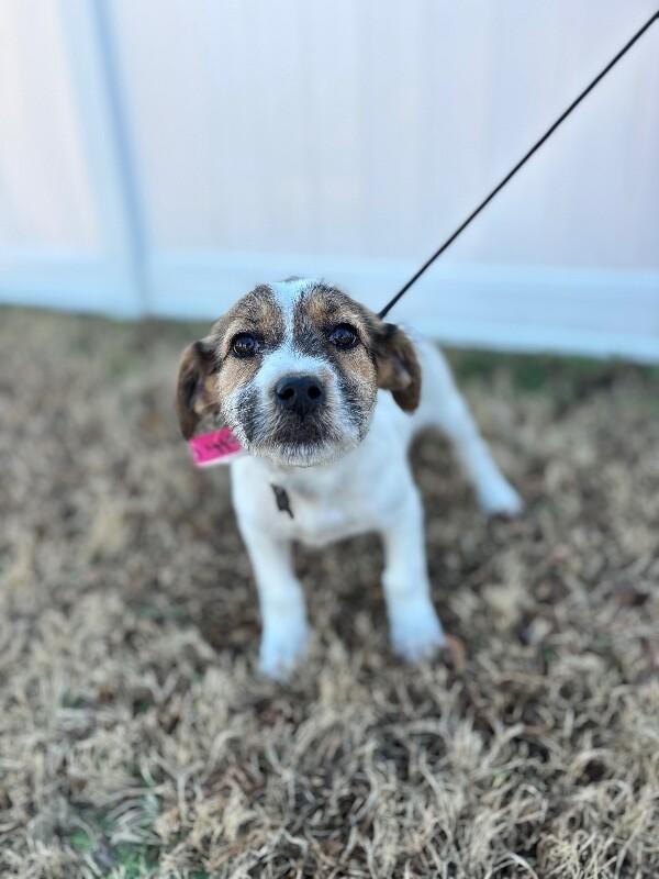 Confetti thumbnail 6