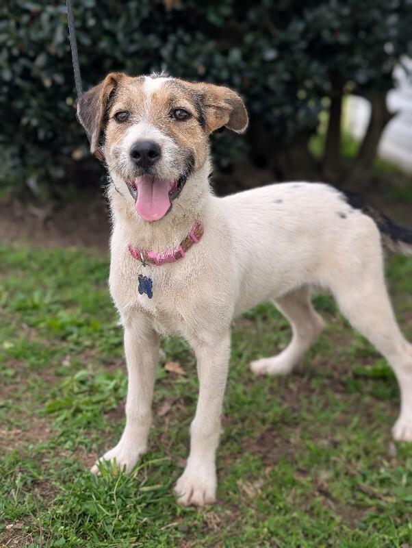 Enlarge Confetti, a Adoptable mixed breed in Berkeley Heights, NJ image 4/6