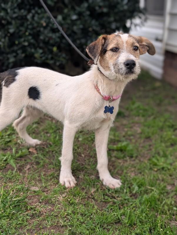 Enlarge Confetti, a Adoptable mixed breed in Berkeley Heights, NJ image 5/6