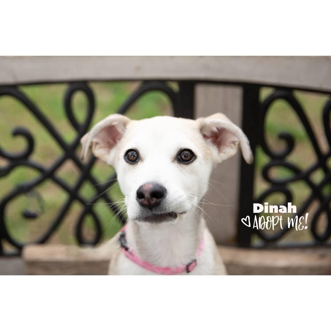 Dinah, Adopted, Puppy Female Siberian Husky.