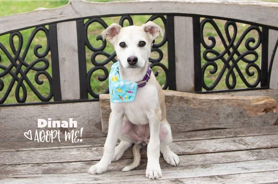 Enlarge Dinah, a Adopted mixed breed in Lexington, MO image 2/5