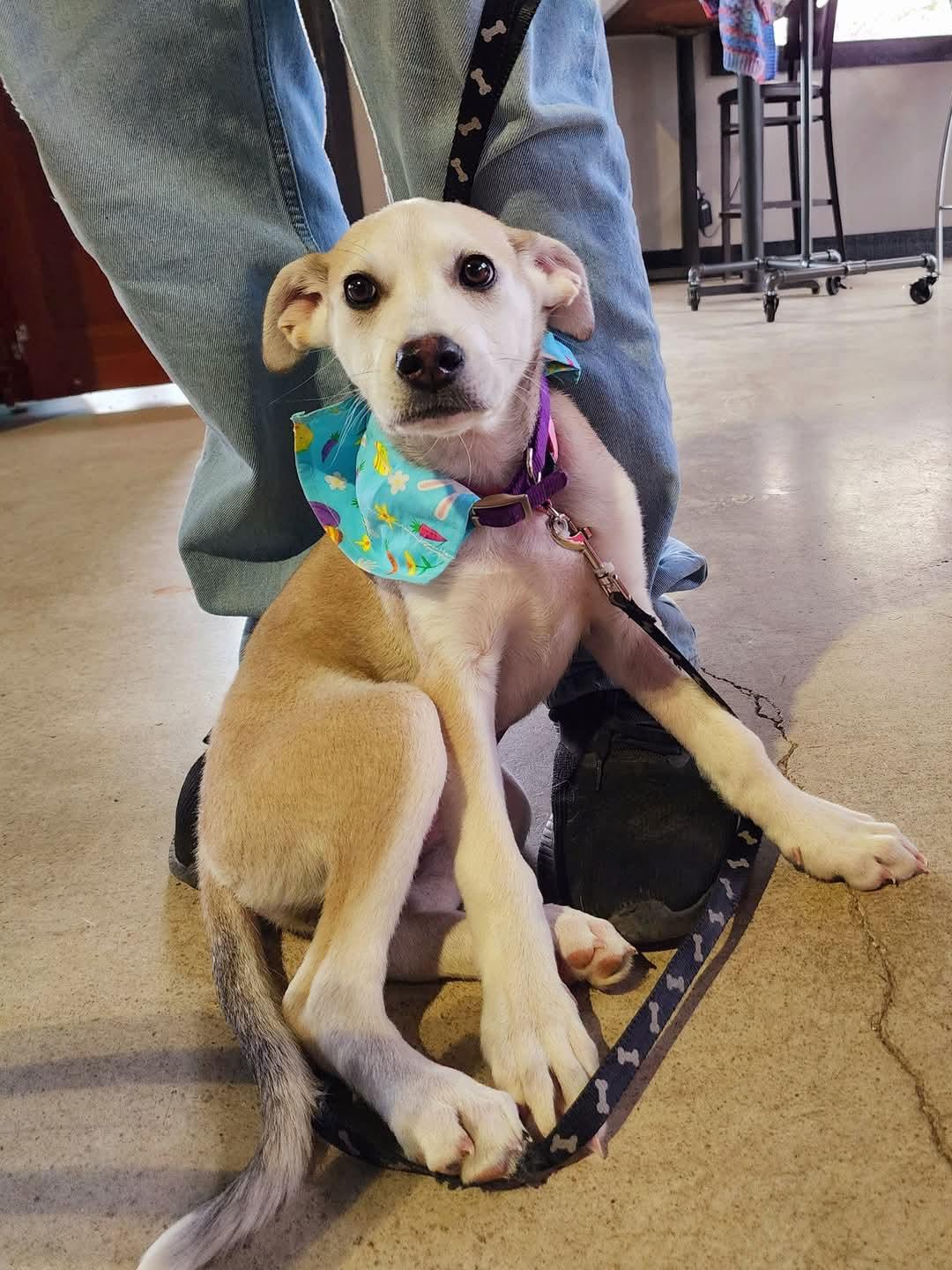 Enlarge Dinah, a Adopted mixed breed in Lexington, MO image 3/5