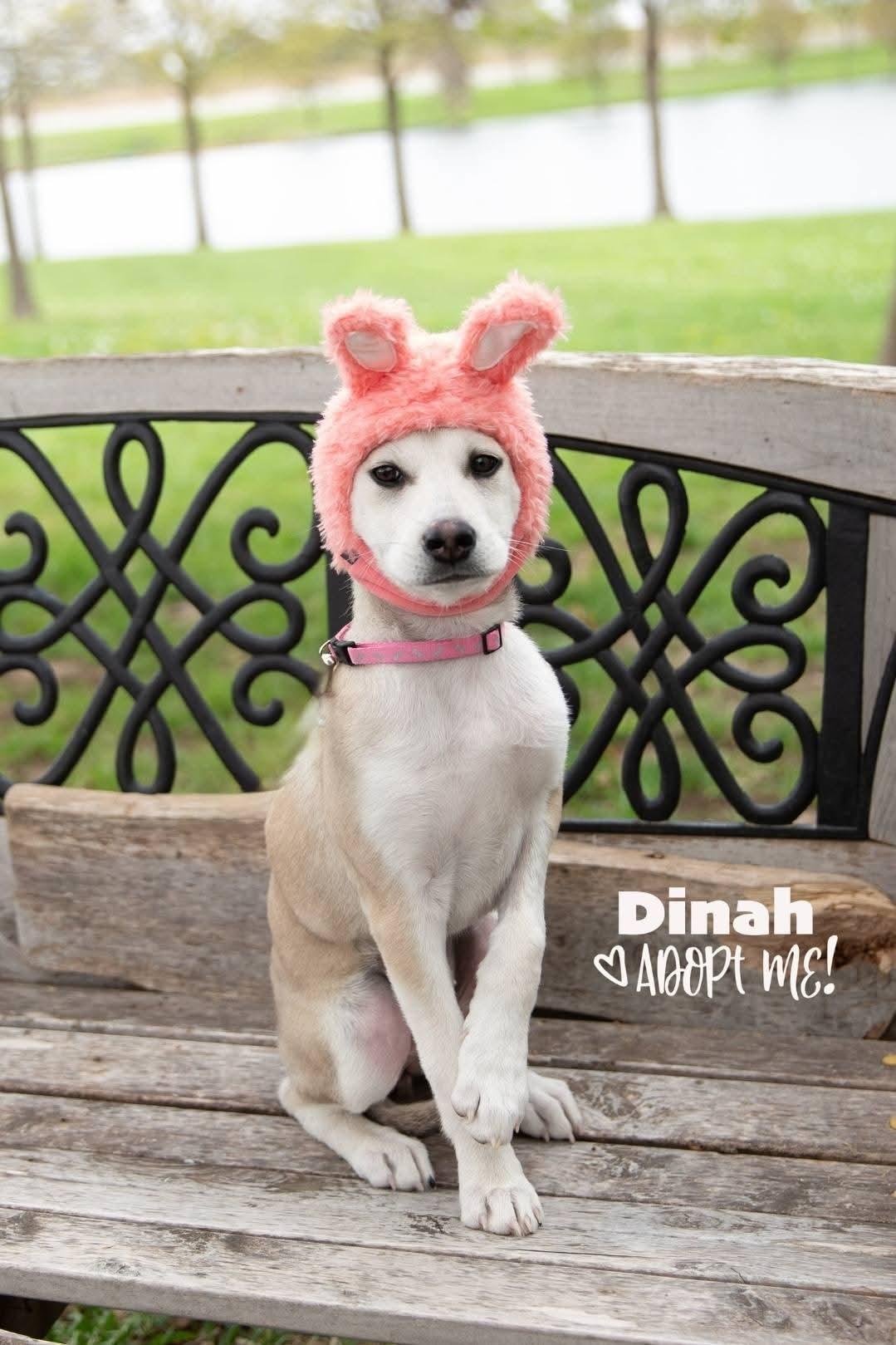 Enlarge Dinah, a Adopted mixed breed in Lexington, MO image 4/5