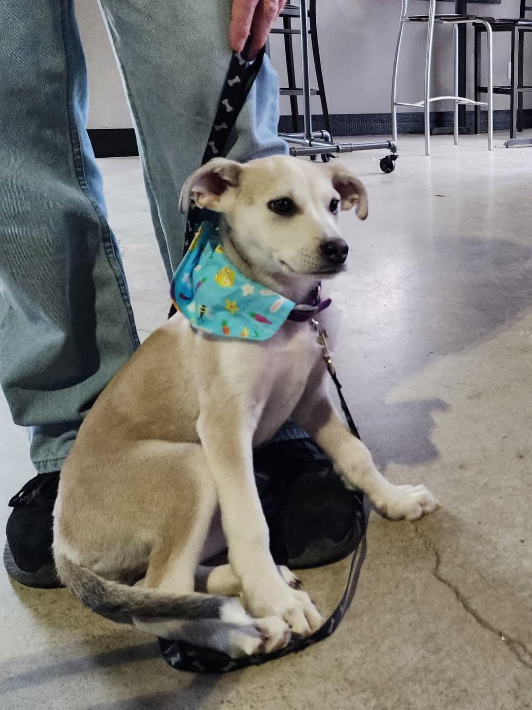 Enlarge Dinah, a Adopted mixed breed in Lexington, MO image 5/5