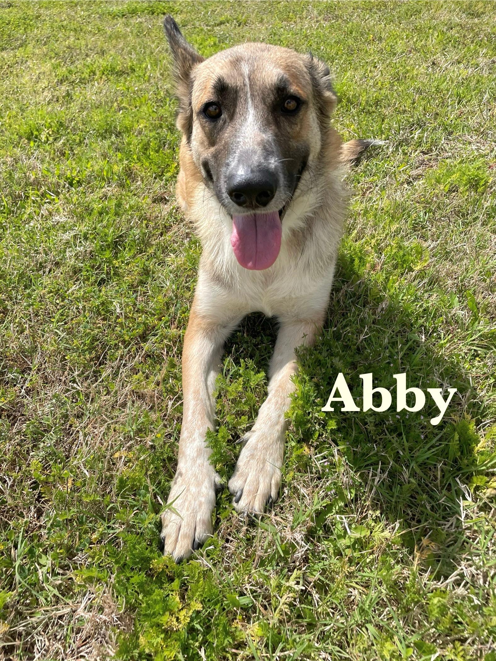 Abigale, Adult Female Mixed Breed