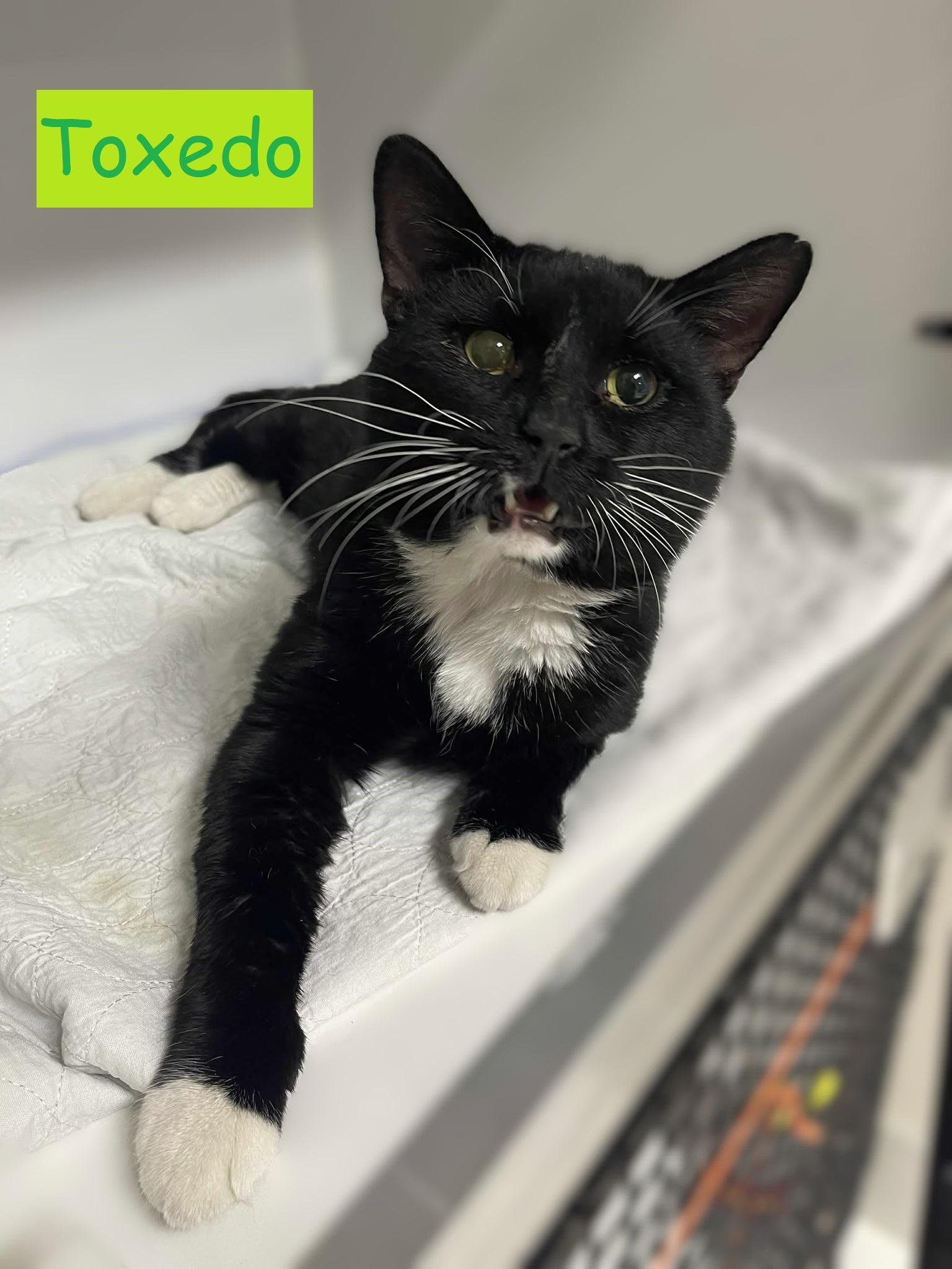 Enlarge Toxedo, a Adoptable Tuxedo in Candiac, QC image 1/4
