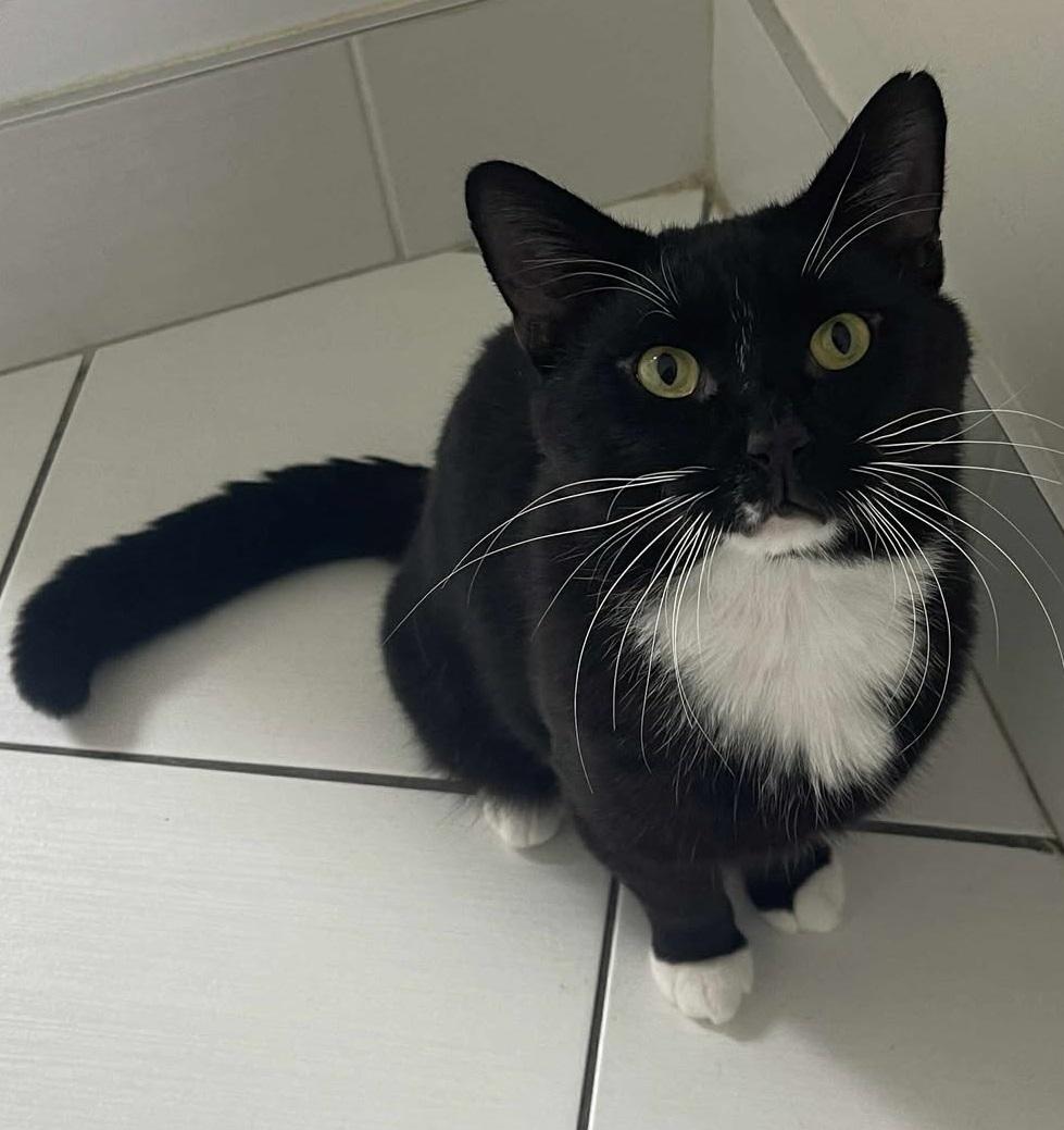 Enlarge Toxedo, a Adoptable Tuxedo in Candiac, QC image 2/4