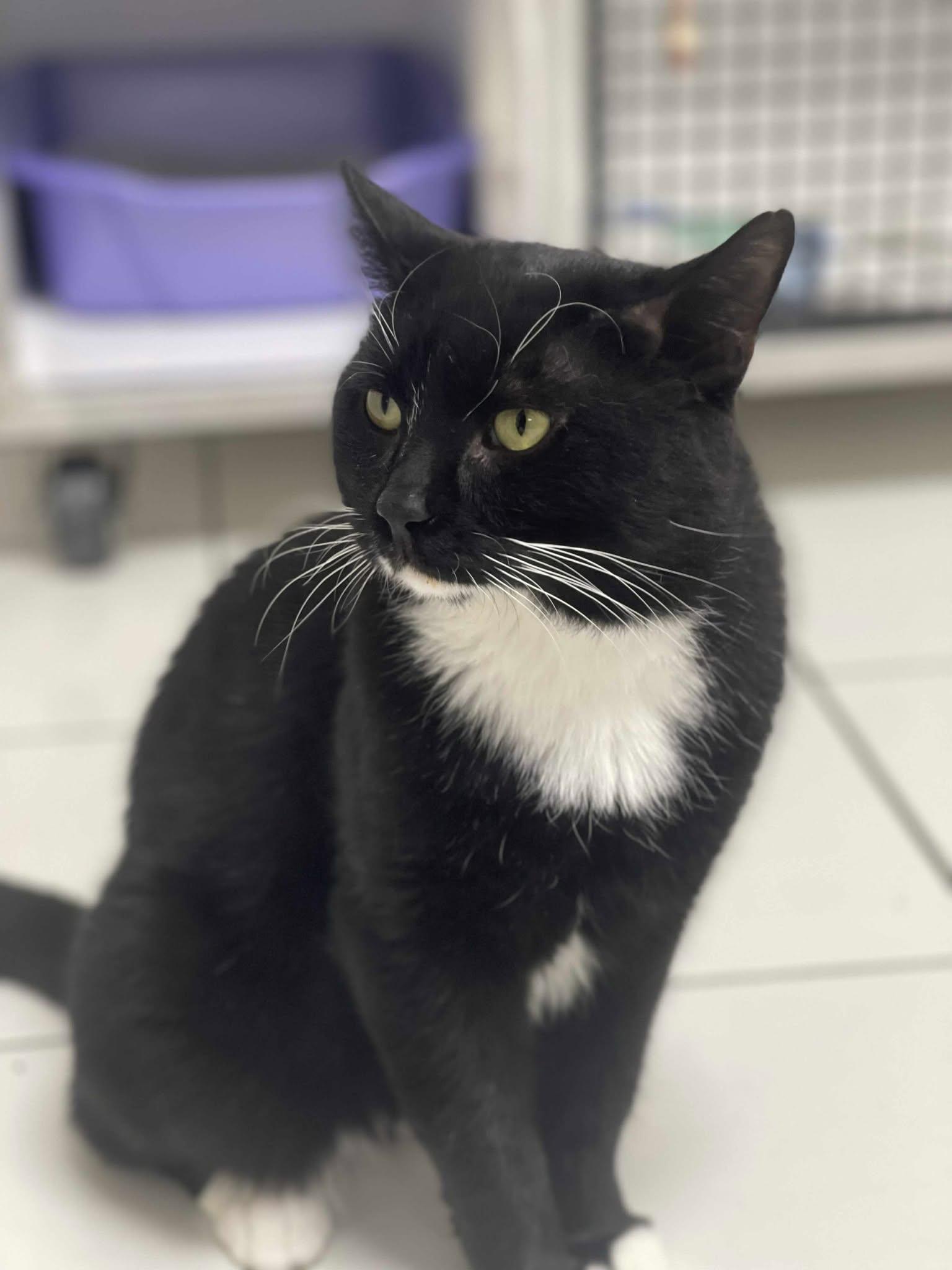 Enlarge Toxedo, a Adoptable Tuxedo in Candiac, QC image 3/4