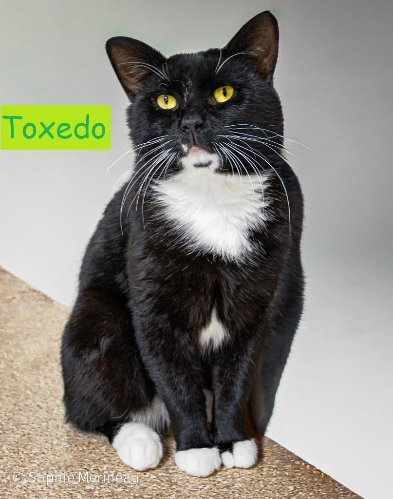 Enlarge Toxedo, a Adoptable Tuxedo in Candiac, QC image 4/4