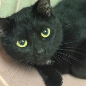 Ren, ADOPTABLE, Young Female Domestic Short Hair.