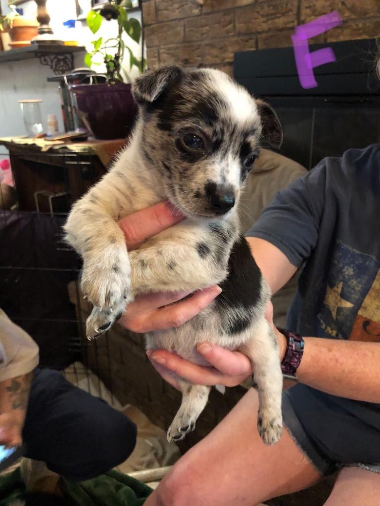 Oakley, Adoptable, Puppy Female Australian Shepherd & Cattle Dog.