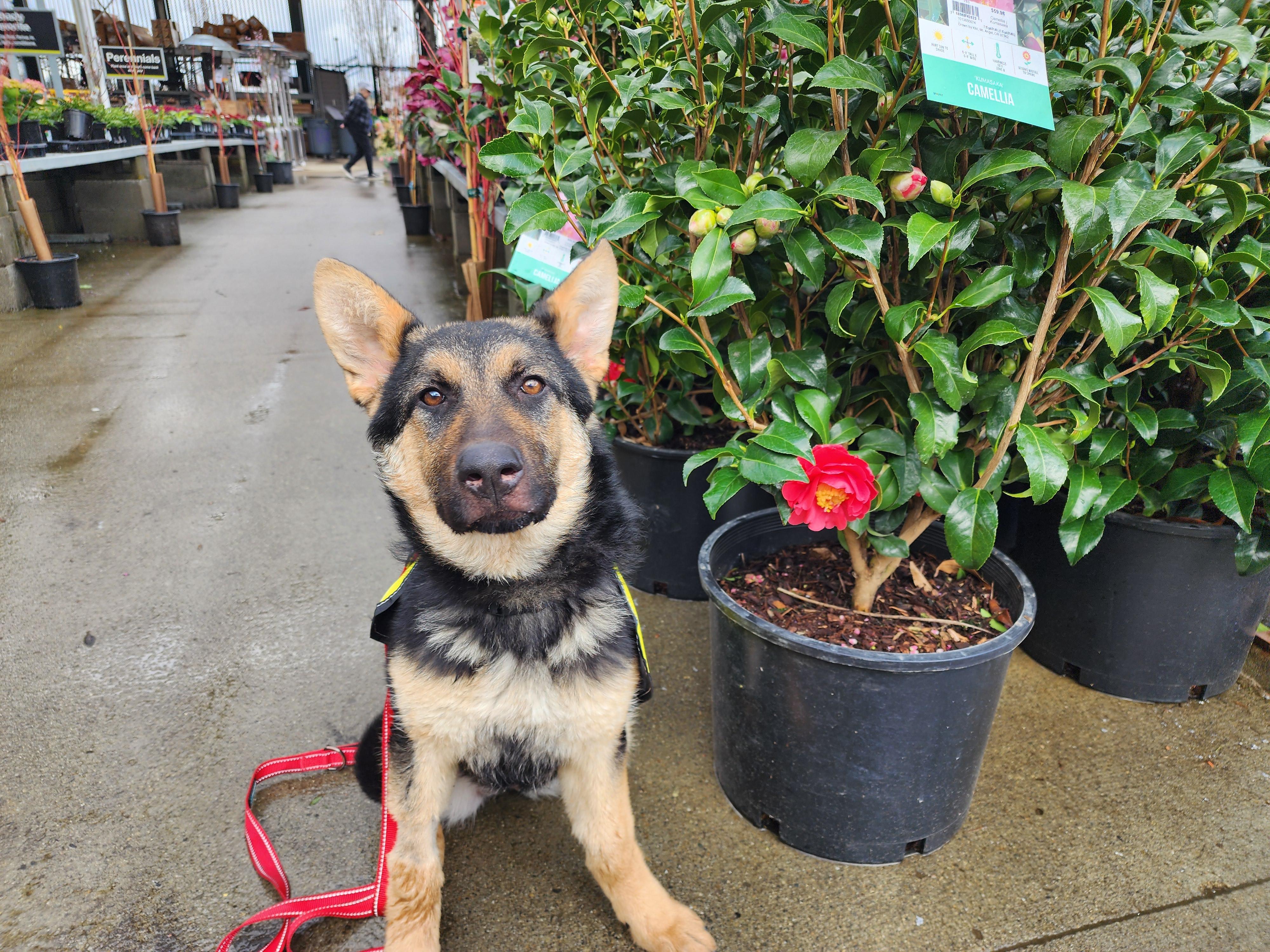 Olive German Shepherd Dog Dog