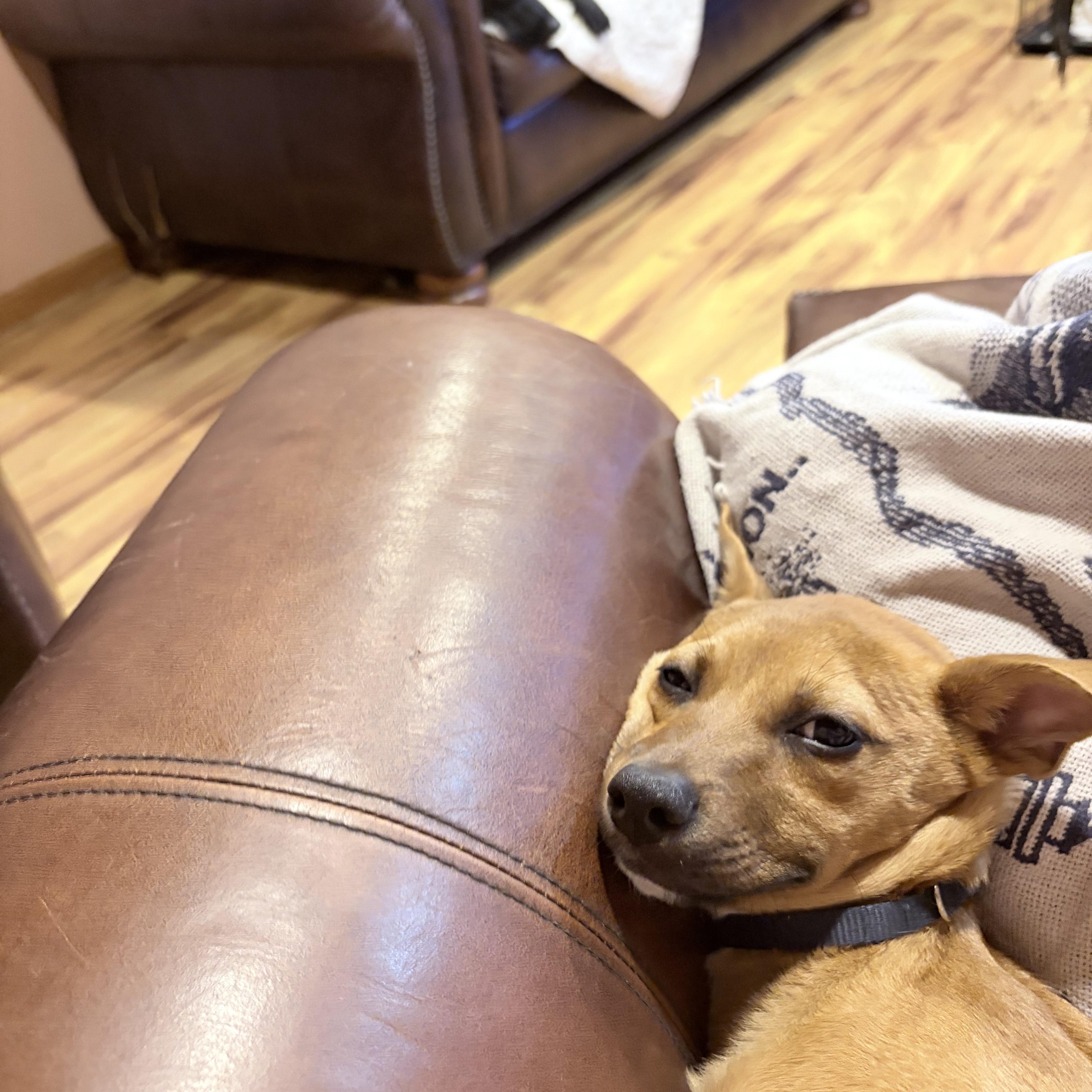 Enlarge Kelso, a Adoptable mixed breed in East Brunswick, NJ image 3/4