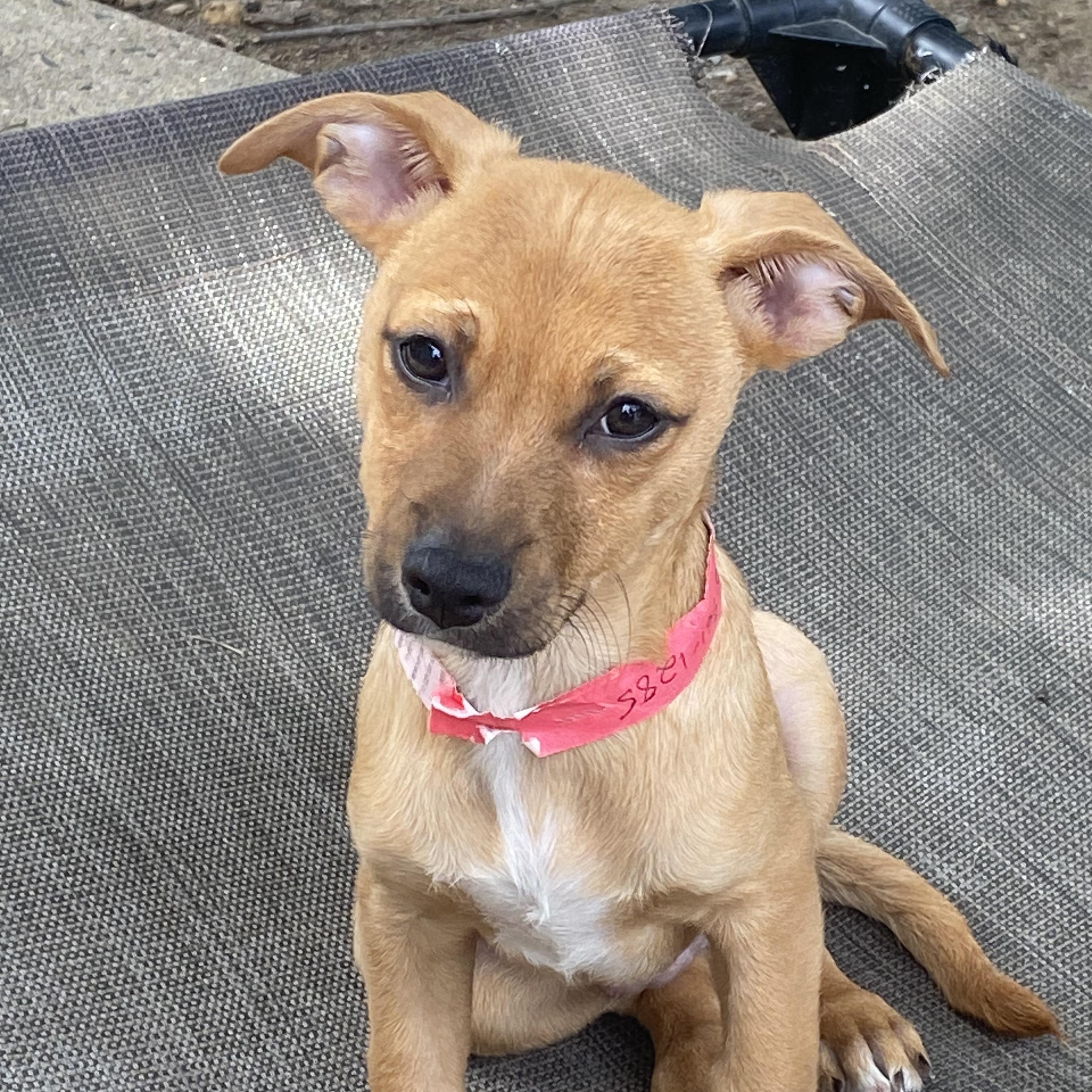 Kelso, ADOPTABLE, Puppy Male Chihuahua & Terrier.