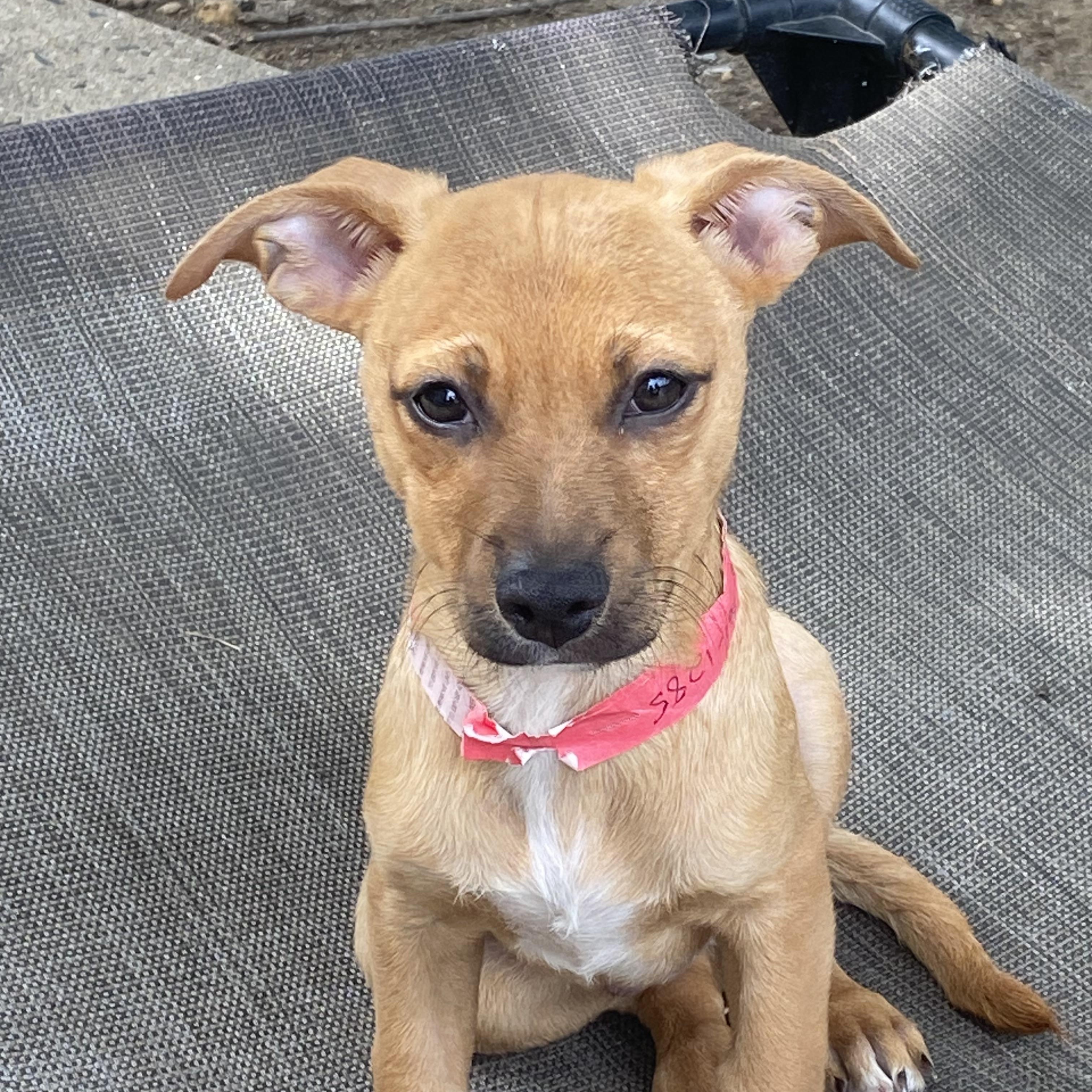 Enlarge Kelso, a ADOPTABLE mixed breed in East Brunswick, NJ image 2/3