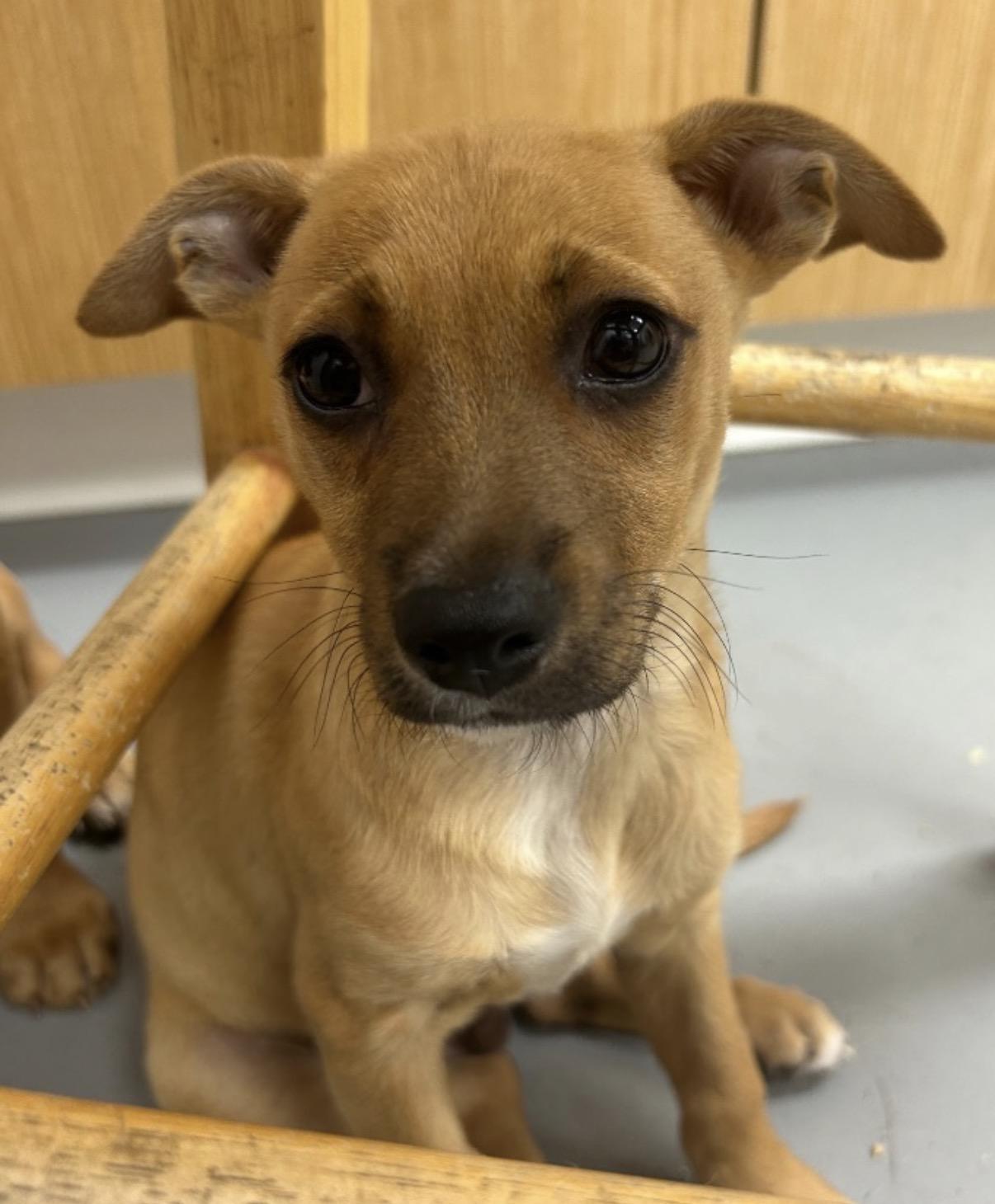 Enlarge Kelso, a ADOPTABLE mixed breed in East Brunswick, NJ image 3/3